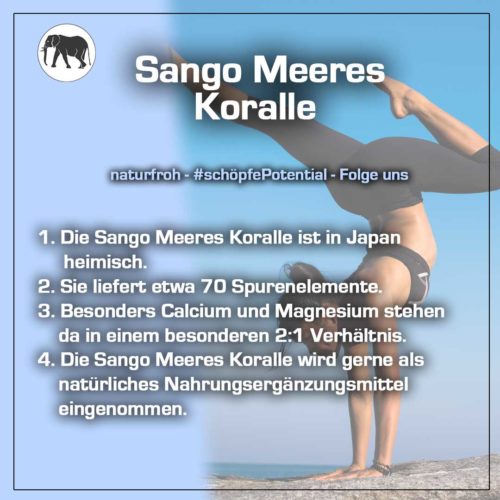 Sango-Meeres-Koralle-kaufen