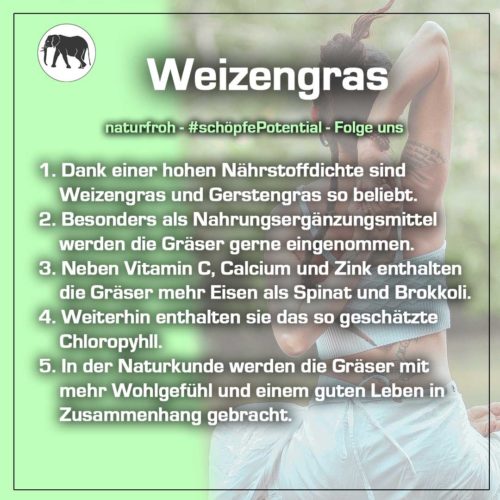 Weizengras Weizengras